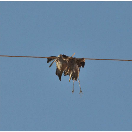 Assessment of Migratory Soaring Bird Mortality from Electric Transmission Grid in the Gulf of Suez Area